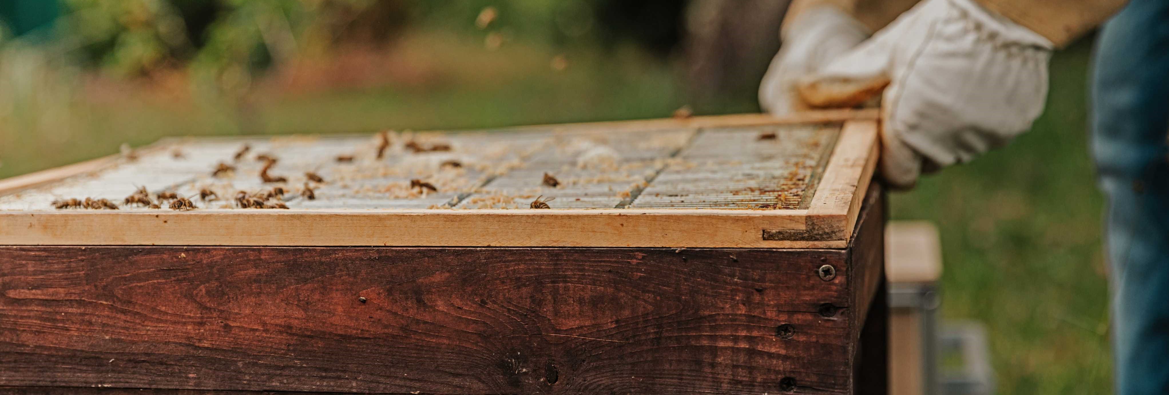 abeja_en_cosecha